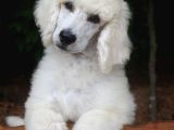 Standart(Dev) Poodle Yavrular