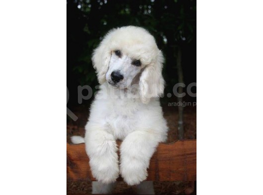Standart(Dev) Poodle Yavrular görsel