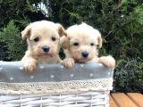 Xxs Maltıpoo Yavrularımız
