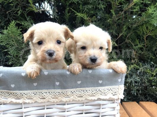 Xxs Maltıpoo Yavrularımız görsel