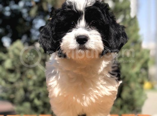 Dizayn Irk Morkie Yavrumuz görsel