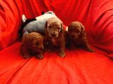 Safkan Red Toy Poodle