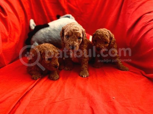 Safkan Red Toy Poodle görsel