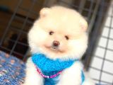 Mini Boy Orjinal Pomeranian Boo Yavrumuz