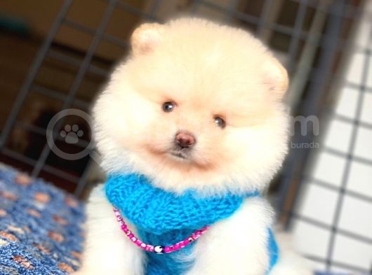 Mini Boy Orjinal Pomeranian Boo Yavrumuz görsel