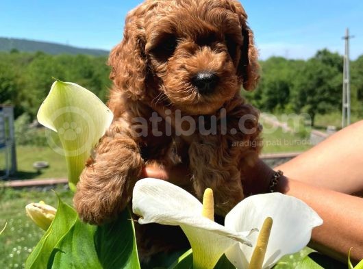 Orji̇nal Safkan Red Toy Poodle görsel
