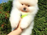 Teddy Face Pomeranian Boo Yavrularımız