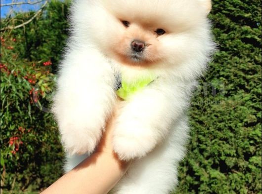 Teddy Face Pomeranian Boo Yavrularımız görsel