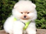 Teddy Face Pomeranian Boo Yavrularımız