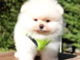 Teddy Face Pomeranian Boo Yavrularımız