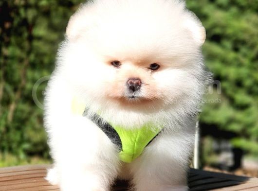 Teddy Face Pomeranian Boo Yavrularımız görsel