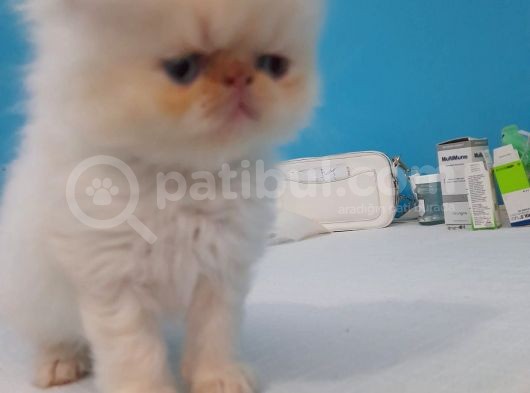 2 Aylık Iran Kedisini Sahiplendiriyoruz