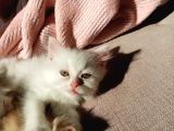 Beyaz Dişi Ve Beyaz Erkek Chinchilla Yavruları