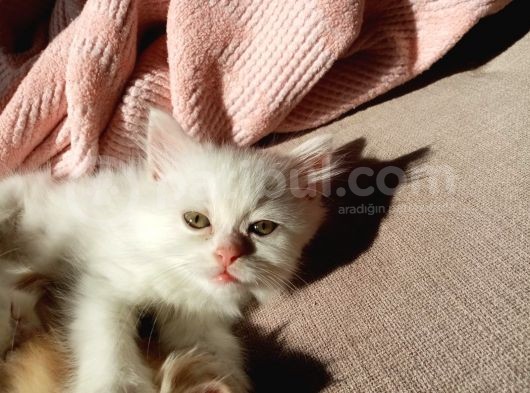 Beyaz Dişi Ve Beyaz Erkek Chinchilla Yavruları görsel