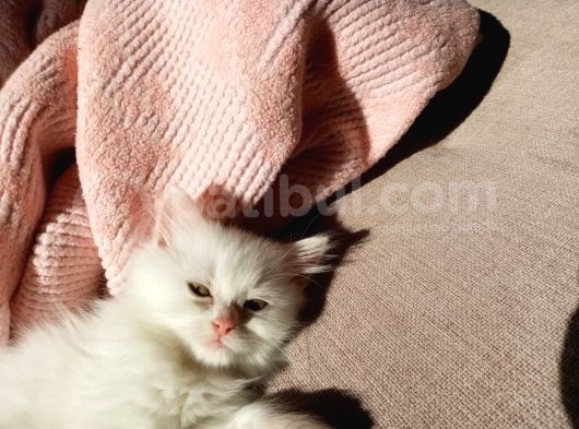 Beyaz Dişi Ve Beyaz Erkek Chinchilla Yavruları görsel