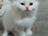 Beyaz Dişi Ve Beyaz Erkek Chinchilla Yavruları