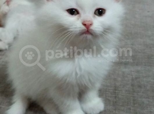 Beyaz Dişi Ve Beyaz Erkek Chinchilla Yavruları görsel