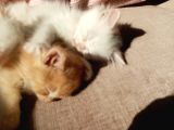 Beyaz Dişi Ve Beyaz Erkek Chinchilla Yavruları