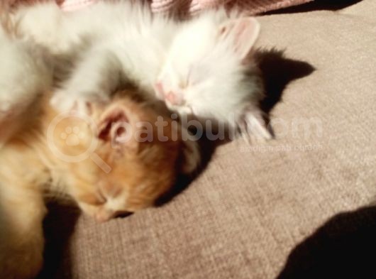 Beyaz Dişi Ve Beyaz Erkek Chinchilla Yavruları