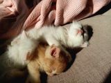 Beyaz Dişi Ve Beyaz Erkek Chinchilla Yavruları