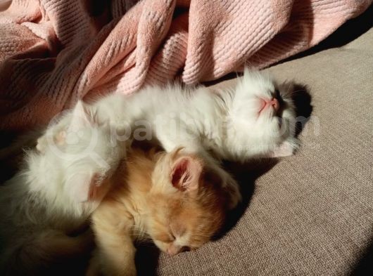 Beyaz Dişi Ve Beyaz Erkek Chinchilla Yavruları görsel