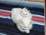 Beyaz Dişi Ve Beyaz Erkek Chinchilla Yavruları