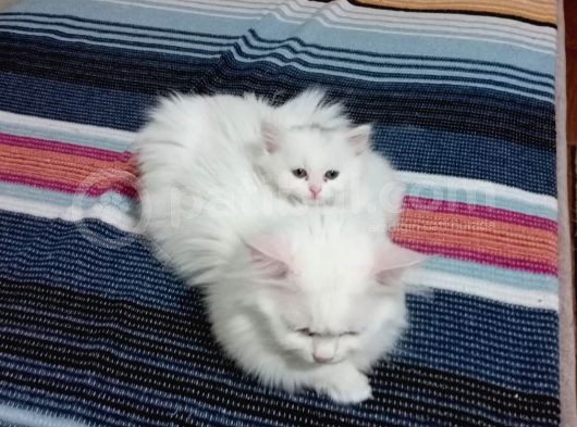 Beyaz Dişi Ve Beyaz Erkek Chinchilla Yavruları görsel
