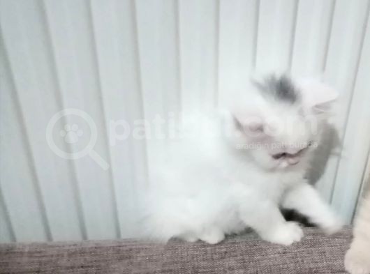 Beyaz Dişi Ve Beyaz Erkek Chinchilla Yavruları görsel