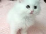 Beyaz Dişi Ve Beyaz Erkek Chinchilla Yavruları