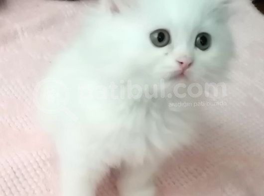 Beyaz Dişi Ve Beyaz Erkek Chinchilla Yavruları görsel