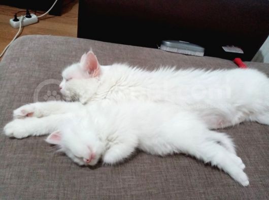 Beyaz Dişi Ve Beyaz Erkek Chinchilla Yavruları görsel