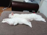 Beyaz Dişi Ve Beyaz Erkek Chinchilla Yavruları
