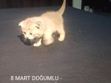 Bi̇rbi̇ri̇nden Şeker Irk Garanti̇li̇ Scottish Yavrular