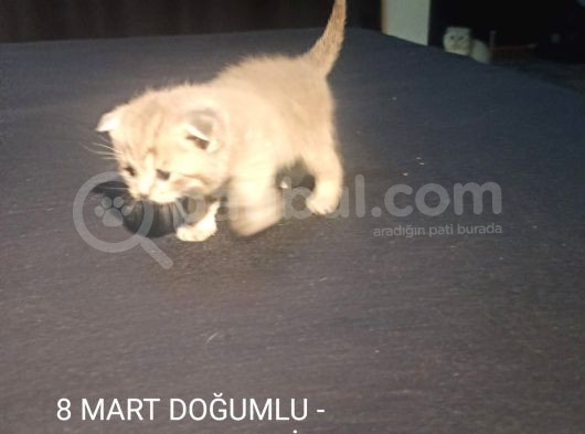 Bi̇rbi̇ri̇nden Şeker Irk Garanti̇li̇ Scottish Yavrular görsel