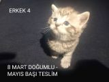 Bi̇rbi̇ri̇nden Şeker Irk Garanti̇li̇ Scottish Yavrular