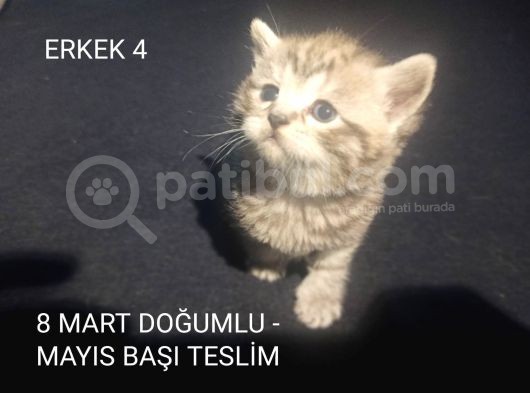 Bi̇rbi̇ri̇nden Şeker Irk Garanti̇li̇ Scottish Yavrular görsel