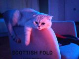 Bi̇rbi̇ri̇nden Şeker Irk Garanti̇li̇ Scottish Yavrular