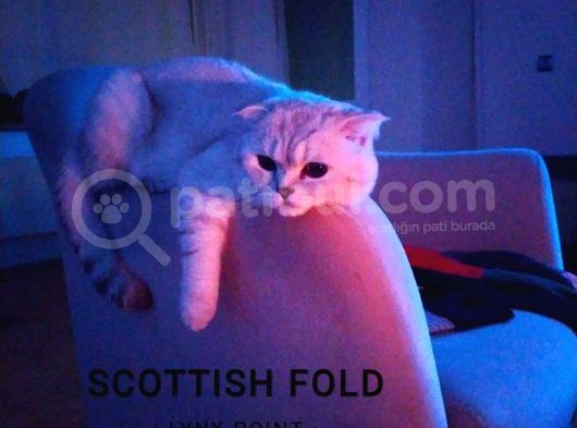 Bi̇rbi̇ri̇nden Şeker Irk Garanti̇li̇ Scottish Yavrular görsel