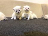 Rezervasyona Açık British Shorthair Yavrularımız