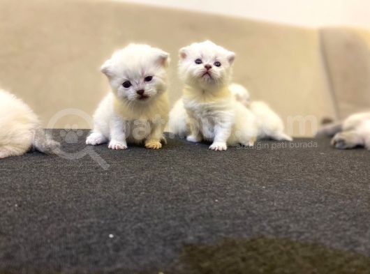 Rezervasyona Açık British Shorthair Yavrularımız görsel