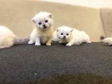 Rezerveye Açık Scottish Fold Yavrularımız