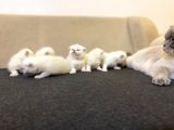 Rezervasyona Açık British Shorthair Yavrularımız