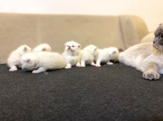 Rezervasyona Açık British Shorthair Yavrularımız