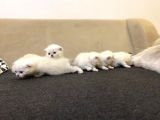 Rezerveye Açık Scottish Fold Yavrularımız