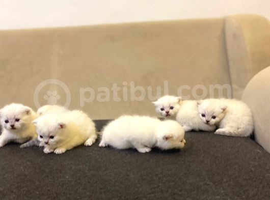 Rezervasyona Açık British Shorthair Yavrularımız görsel