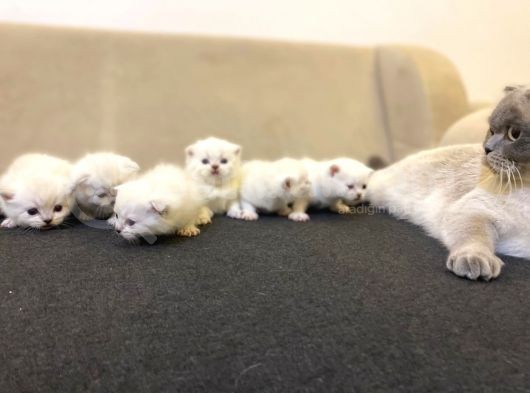 Rezervasyona Açık British Shorthair Yavrularımız görsel