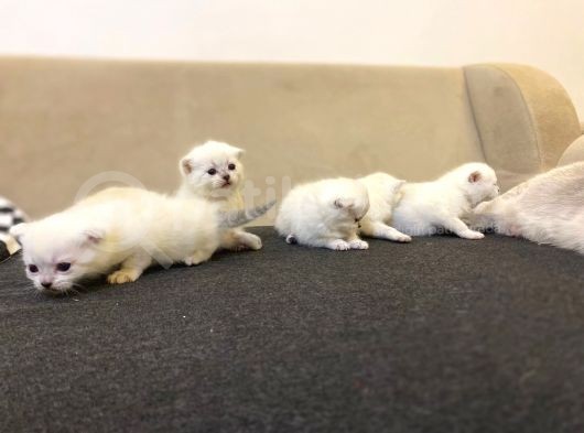 Rezerveye Açık Scottish Fold Yavrularımız görsel