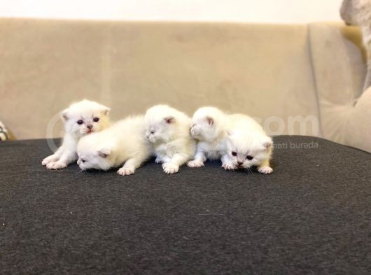 Rezervasyona Açık British Shorthair Yavrularımız görsel