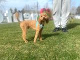 8 Aylık Çift Testis Üremeye Uygun Toy Poodle Erkek
