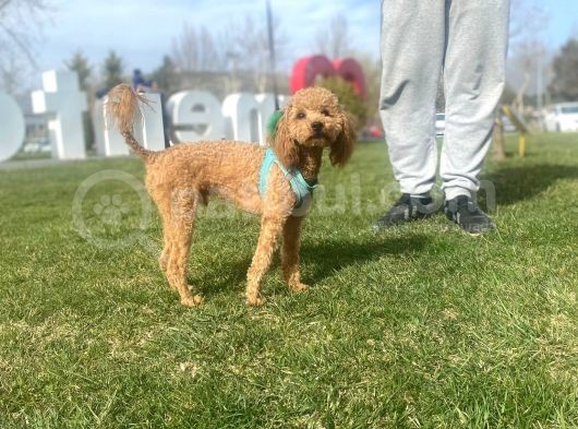 8 Aylık Çift Testis Üremeye Uygun Toy Poodle Erkek
